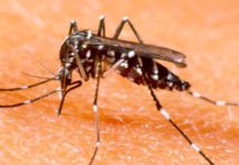West Nile shows up in C-K
