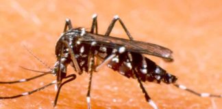West Nile shows up in C-K