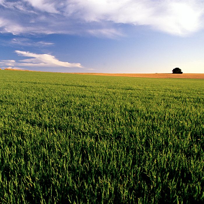 green-field-farming