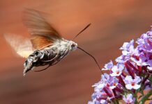 Good start for BioBlitz
