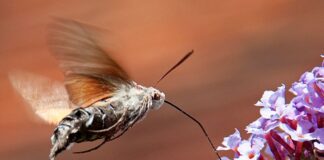 Good start for BioBlitz