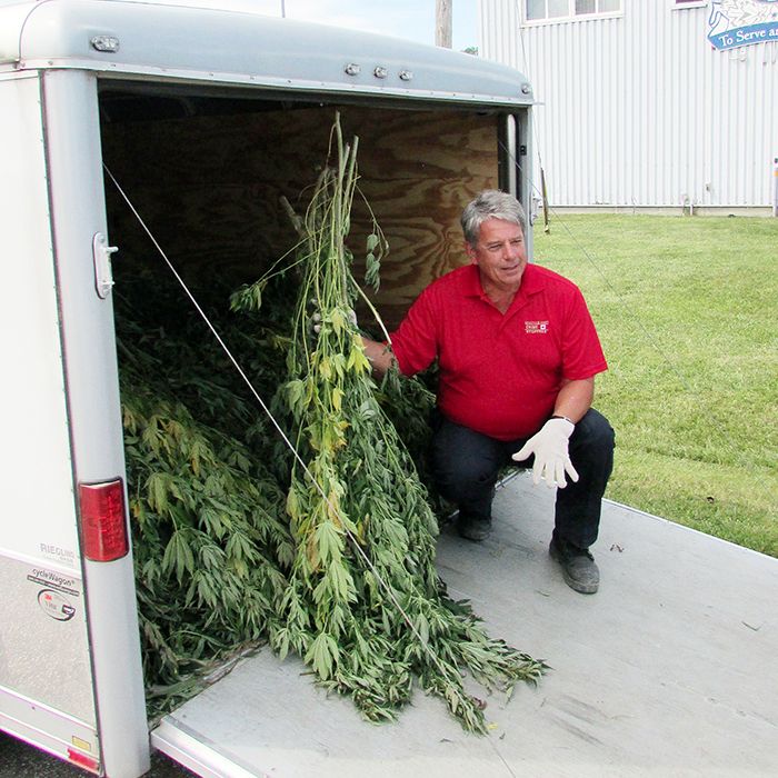 Const. Doug Goldsmith showcases some of the marijuana plants Chatham-Kent police seized recently.