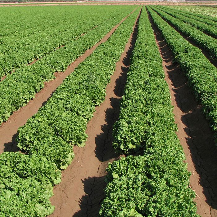 Imperial Valley lettuce farm
