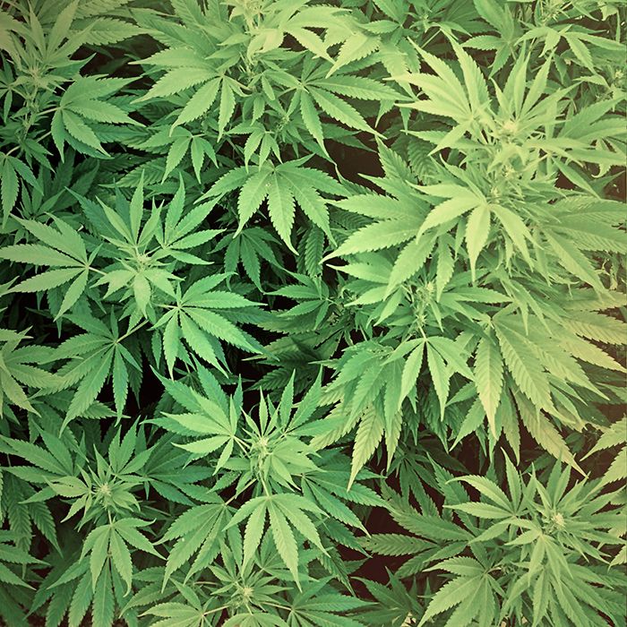 marijuana-3000-2000-wallpaper