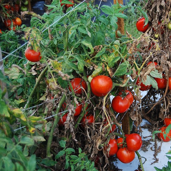 tomatoesagriculture