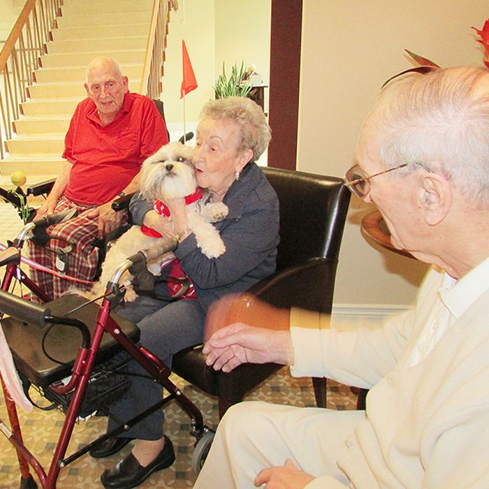 Ida Trottier and Teddy the therapy dog share a little love as Bev Prevett, left, and Ron Smith, right, wait their turn to pet the little shih tzu at Caleb Village. Teddy is one of about two-dozen St. John Ambulance therapy dogs in Chatham and area.