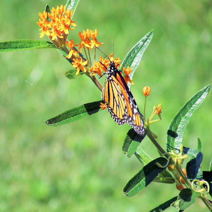 A monarch butterfly poses in the backyard of a Chatham home. For the past three years, local resident Linda Douglas has raised monarch and black swallowtail butterflies following a sharp decline in recent years of the colourful species. 