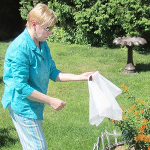 Linda Douglas examines one of her monarch butterflies in her backyard in Chatham. The woman has been raising butterflies for the past three years after seeing a marked decline in populations.