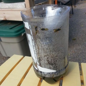 wasp trap