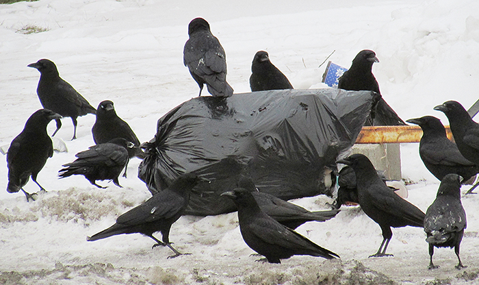 crows garbage web