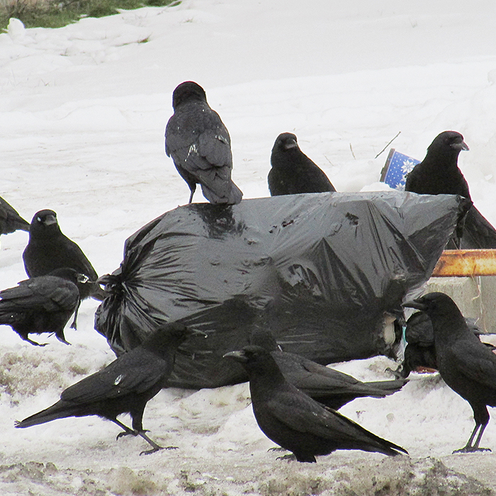 crows garbage webfeature