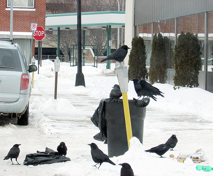Fewer bag meals for the crows curbside.