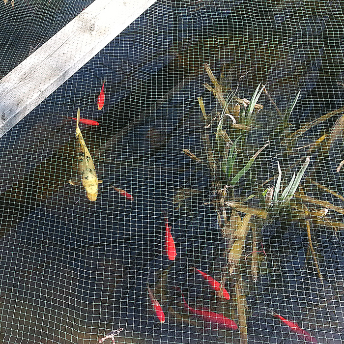 The sole koi survivor looks lonely, despite the fact the goldfish are hanging out with him.