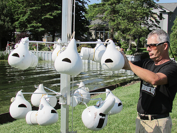 Dave Smith checks on the man-made nesting houses in Mitchell’s Bay for purple martins.