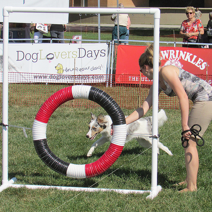 Brittany Wigfield encourages a very energetic border collie named Cooper to run through the obstacle course during Dog Lovers Days.