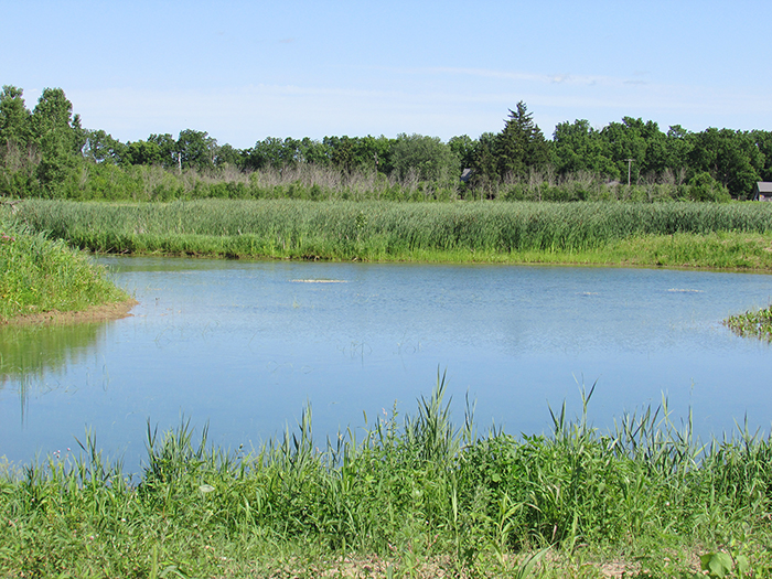 This pond is part of the 25 acres Willy Curran and his family has turned over for wetland conservation just outside of Thamesville. The site has become home to a wide variety of birds, turtles and insects.