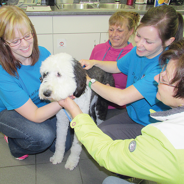 From left, Amanda Estabrooks, Pia Madsen and Charlotte Hogan give Emma, a one-year-old Sheepadoodle, her digital tag Saturday at the Chatham-Kent Veterinary Hospital, as owner Deb Densmore keeps Emma calm.