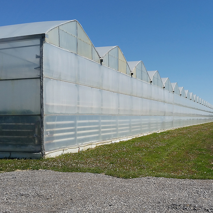 Plans by the provincial government to reduce natural gas usage have concerned owners of Platinum Produce who use $1 million of the fuel each year to heat their greenhouses. The Communications Road firm is shovel-ready for an $18-million dollar but was caught off guard by the leak of cabinet documents.