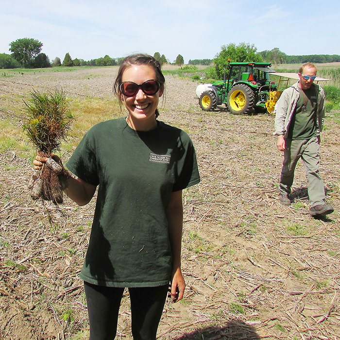 Amanda Blain, a land stewardship technician with the Lower Thames Valley Conservation Authority, shows off one of the several thousand Jack Pines planted in an area near Thamesville last week.
