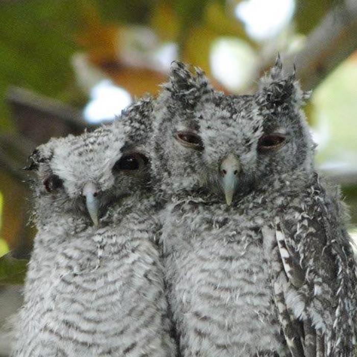 owls1