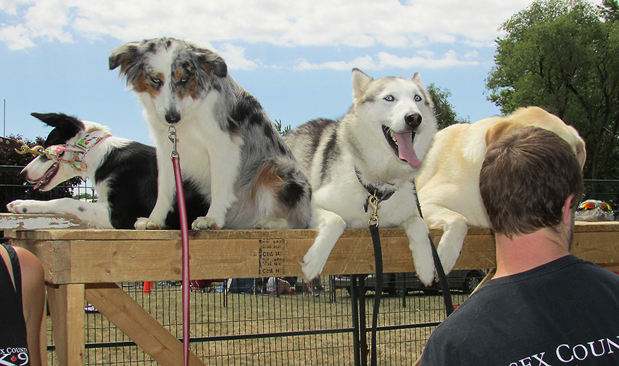 Dogs and their trainers from Essex County K9 braved the heat to put on a demonstration at the first annual I Love Dogs Festival hosted by CK Animal Rescue in Tecumseh Park on Saturday. Pictured are some of the dogs on the agility training course.