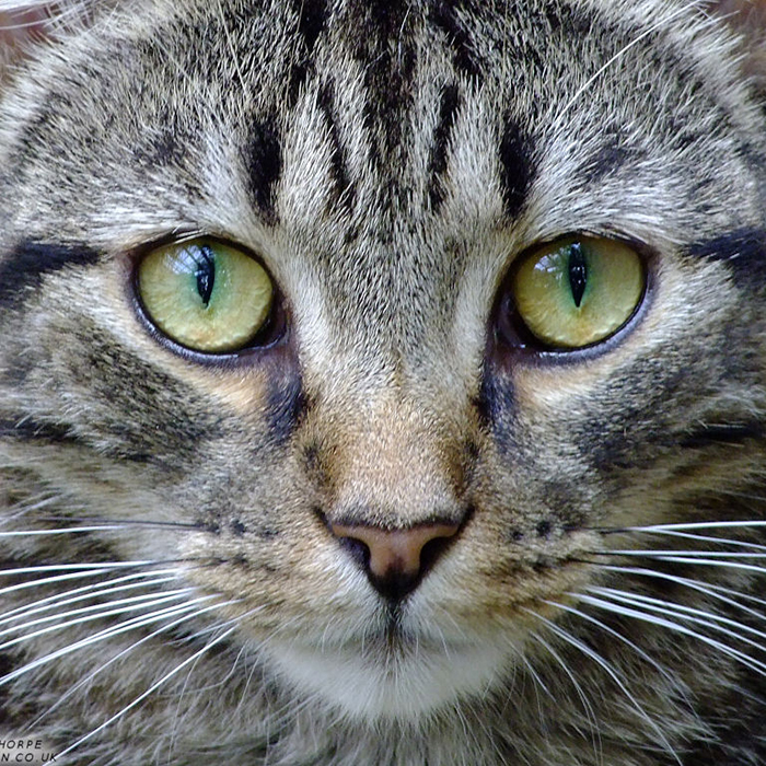 Library hosting Cat  Caf  The Chatham VoiceThe Chatham 