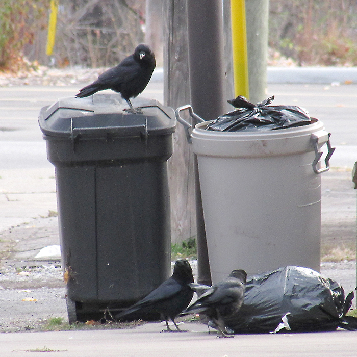 Crows may not have access to the full smorgasbord on the streets of Chatham on garbage day thanks to residential garbage totes, but they will pick apart garbage at every opportunity, especially from local businesses.