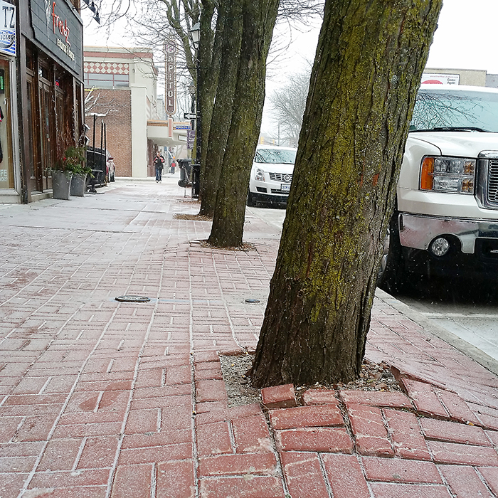 After nearly 40 years, Mother Nature is winning the fight against Chatham’s downtown sidewalks, as the mature trees are pushing up the concrete, causing trip hazards. That all changes this summer, as the sidewalks throughout much of the downtown will be replaced.