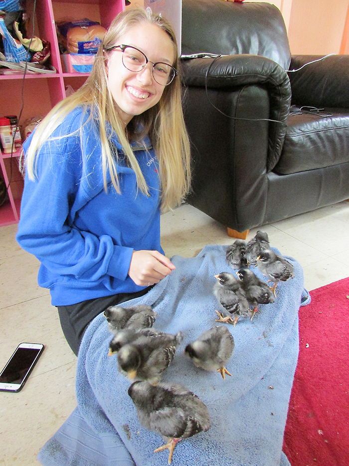 Camp Vincent assistant director Mikayla Kendrick has a tough job as the surrogate mom to 11 chicks, but the two-week-old Barred Plymouth chicks are enjoying napping on her lap and keeping warm while the staff gears up for campers.
