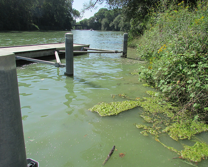 Algal blooms return to Lake Cascade and Payette River