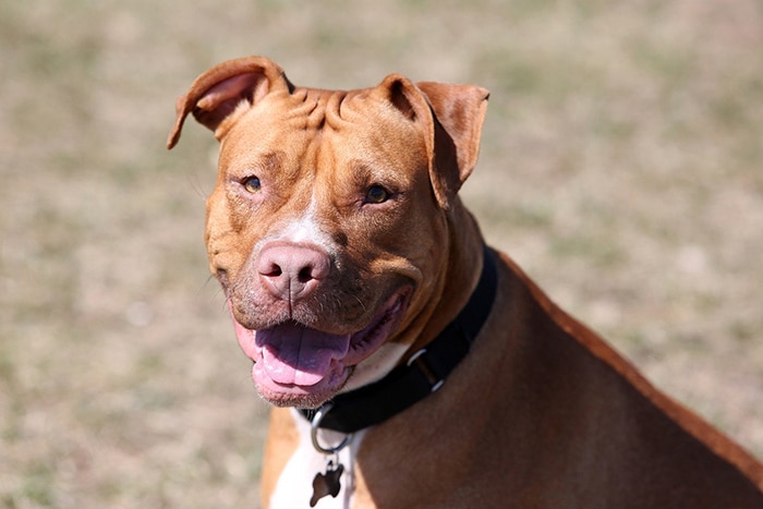 are pitbulls banned in ontario