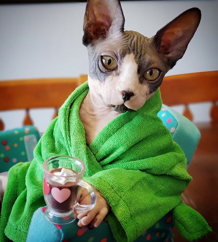 Hairless cat 2025 dressed up