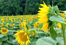Sunflower fundraiser approaches