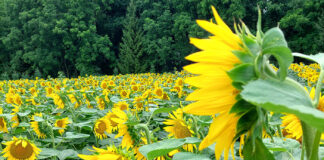 Sunflower fundraiser approaches