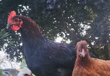 Council votes to end pilot backyard chicken program