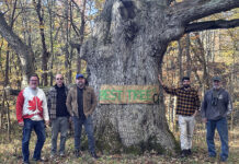 Best tree contest returns