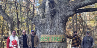 Best tree contest returns