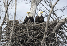 Eagle eyes