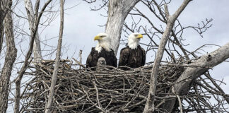 Eagle eyes