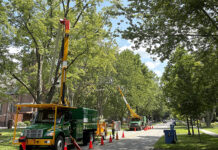 Trees get trimmed up on Victoria