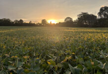 COLUMN: Examining factors impacting our farmers